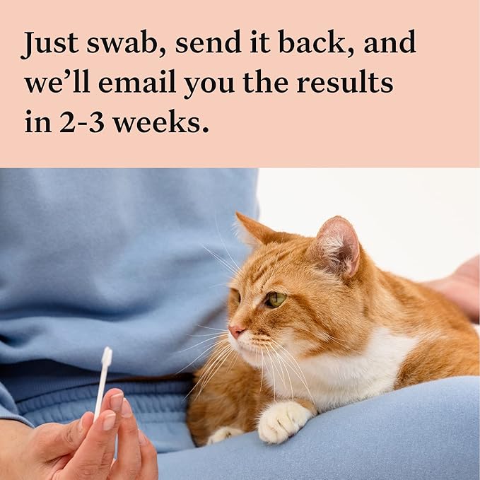 Wisdom Panel Complete: Comprehensive Cat DNA Test kit for 45 Health Genetic Health Conditions, 70+ Breeds and populations, 25+ Traits, Blood Type - 2 Pack