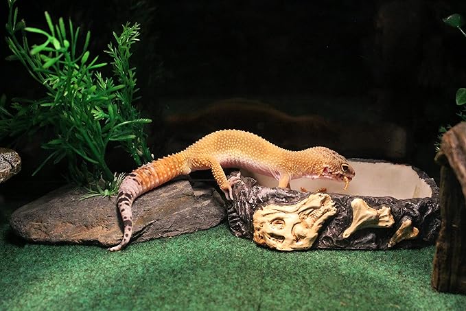 Penn-Plax Reptology Reptile Fossil Rock Food/Water Dish – Great for Bearded Dragons, Geckos, Chameleons, Snakes, Hermit Crabs, and Many More – Medium