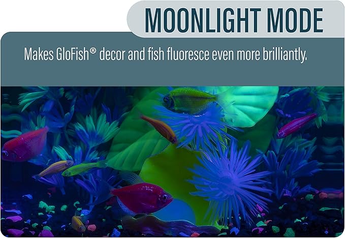 GloFish Betta Aquarium Kit 3 Gallons, Includes LED Lighting And Filter