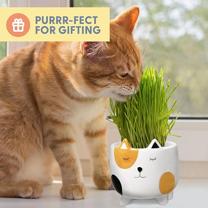 The Cat Ladies Cat Grass for Indoor Cats, Cat Grass Growing Kit with Organic Cat Grass Seed Mix, Soil and Ceramic Cat Planter, Pet Grass for Cats, Natural Hairball Remedy, Cat Gifts