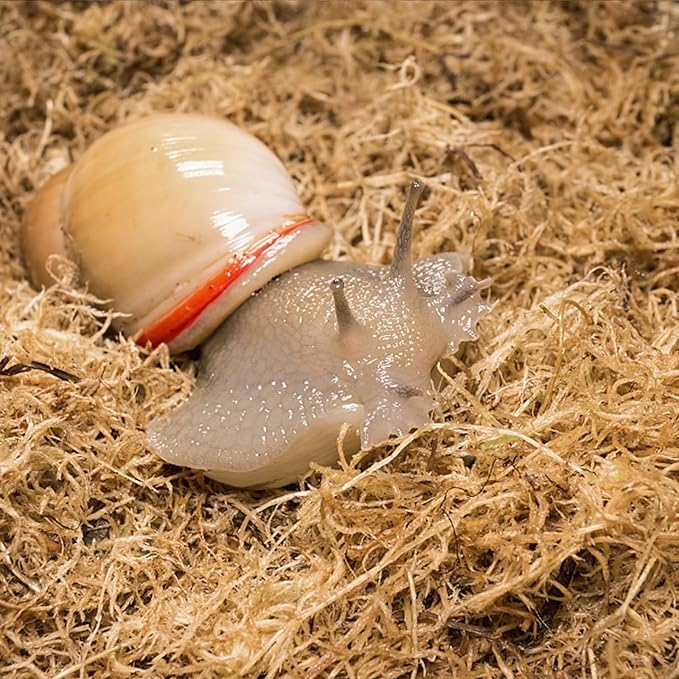 ZeeDix 2.2LBS Sphagnum Moss for Reptiles, 50QT Premium Dried Moss for Terrarium Long Fibered Leopard Gecko Moss Natural Sphagnum Peat Moss Bedding for Frogs Anoles Snake Turtle Plants