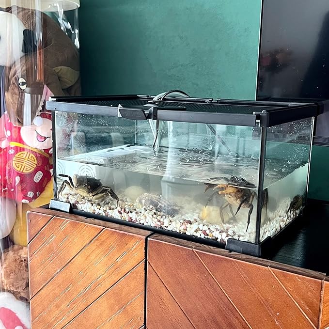 Mini Reptile Glass Terrarium Tank, cage for Tarantula Sling Geckos, Frog, Lizards, Chameleons,Turtles Snake Snail Insect Hermit Crab Isopods Reptiles Enclosure (12x8x6inch)