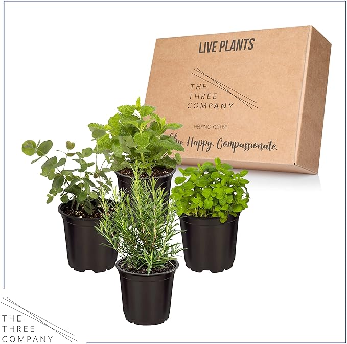 Live Aromatic and Healthy Herbs - Assorted Varieties (4 Per Pack) - Lemon Verbena, Eucalyptus, Mint, Lemon Balm - 6" Tall by 3" Wide in 1 Pint Pot
