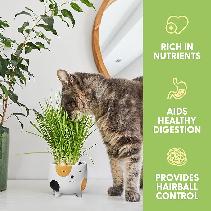 The Cat Ladies Cat Grass for Indoor Cats, Cat Grass Growing Kit with Organic Cat Grass Seed Mix, Soil and Ceramic Cat Planter, Pet Grass for Cats, Natural Hairball Remedy, Cat Gifts