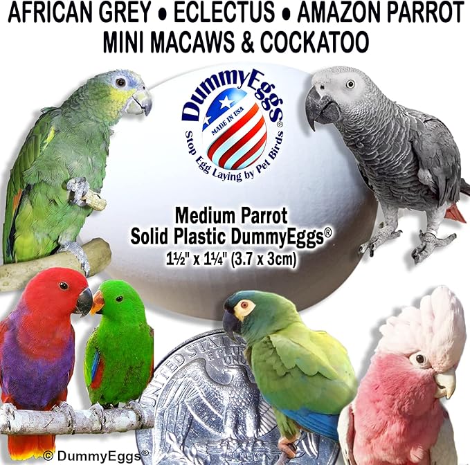 4 Medium Parrot Control Laying! 1.5" x 1.25" (3.7 x 3cm) Non-Toxic Solid Plastic Fake Bird Eggs African Grey, Eclectus, Azn, Small Cockatoo or Macaw. Ship Fast!