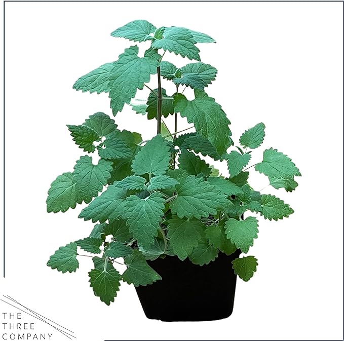 Live Catnip - Nepeta (4 Plants Per Pack) - Reduces Cat Stress and Anxiety - 8" Tall by 4" Wide in 1 Pt Pot