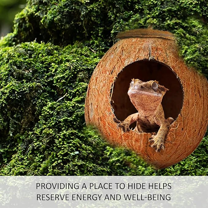 SunGrow Leopard Gecko Coco Hut, Gecko Climbing Accessories, Raw Coconut Shell Reptile Hide, Terrarium Habitat Décor, 2.5” Opening Diameter, with Fiber Loop for Hanging (1-Hole)