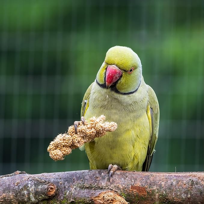 Birds LOVE Millet Tips & Tails for Birds - Parakeets, Cockatiels, Lovebirds, Finches, Budgies, Canaries, Cockatoos - Natural & Healthy Millet for Birds - Parakeet Food & Treats for All Parrots, 1lb