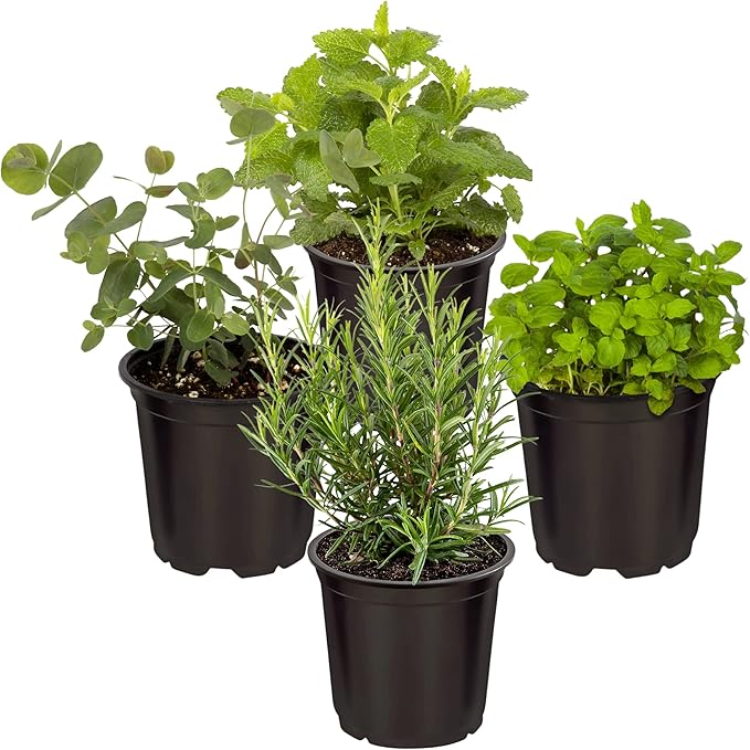 Live Aromatic and Healthy Herbs - Assorted Varieties (4 Per Pack) - Lemon Verbena, Eucalyptus, Mint, Lemon Balm - 6" Tall by 3" Wide in 1 Pint Pot