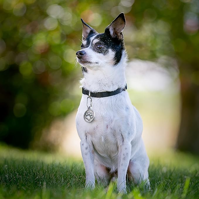 Nite Ize MicroLink Pet Tag Carabiner, Stainless Steel Cat and Dog Tag Clip, 2 Count (Pack of 1)