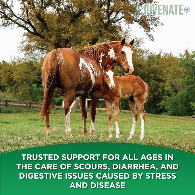 Rejuvenate+ Equine Oral Paste (60g Oral Syringe, Pack of 1) Digestive and Immune Support for Horses - Horse Supplements for Digestion