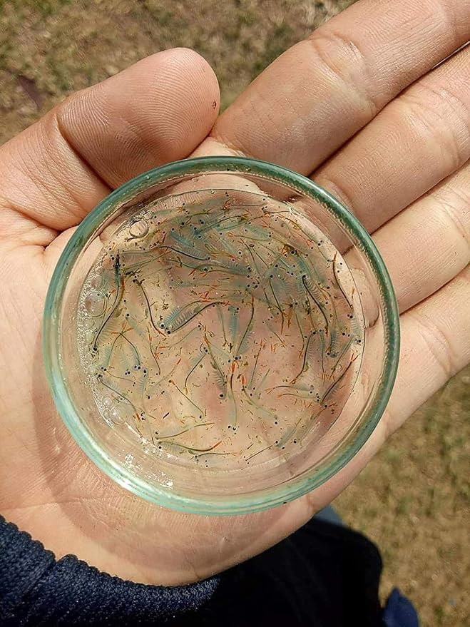 UTH Fish Food Fresh Eggs Fairy Shrimp (250000+Egg) 3 g. Best Tropical Fish Food Grow Faster & Color Enhancer Slow Sinking Like Pellets High Protein 64% for All Small Baby Fry Newborn Fish Feed