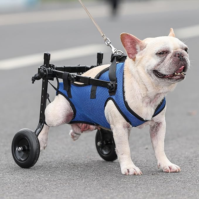 Dog Wheelchair for Back Legs Adjustable Dog Wheelchairs with 2 Wheels Pet Doggy Wheelchairs with Disabled Hind Legs Walking-Dog Leg Brace and Hip Support,Light Weight (M)