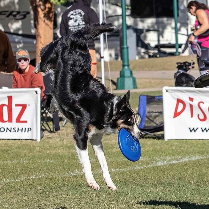 Hyperflite Pup Jawz dog flying disc • world's toughest canine competition-approved flying disc • best competition flying disc toy for pets • puncture resistant • 7 Inch • Blueberry