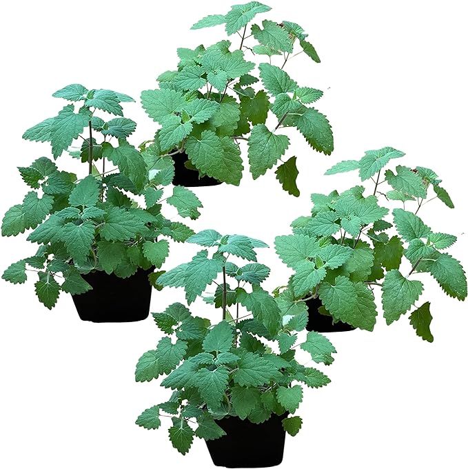 Live Catnip - Nepeta (4 Plants Per Pack) - Reduces Cat Stress and Anxiety - 8" Tall by 4" Wide in 1 Pt Pot