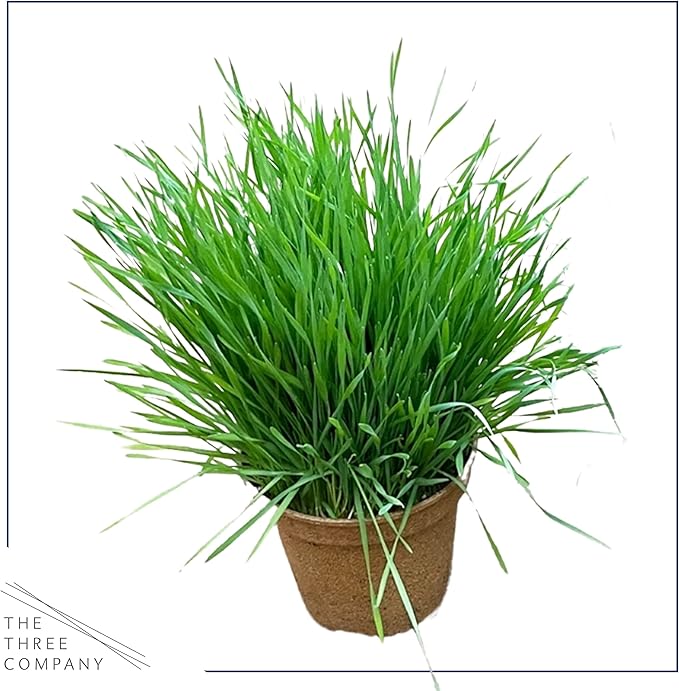 Live Wheatgrass (4 Plants Per Pack) - Great for Pet Health - 6" Tall by 4" Wide in 1 Pt Pot