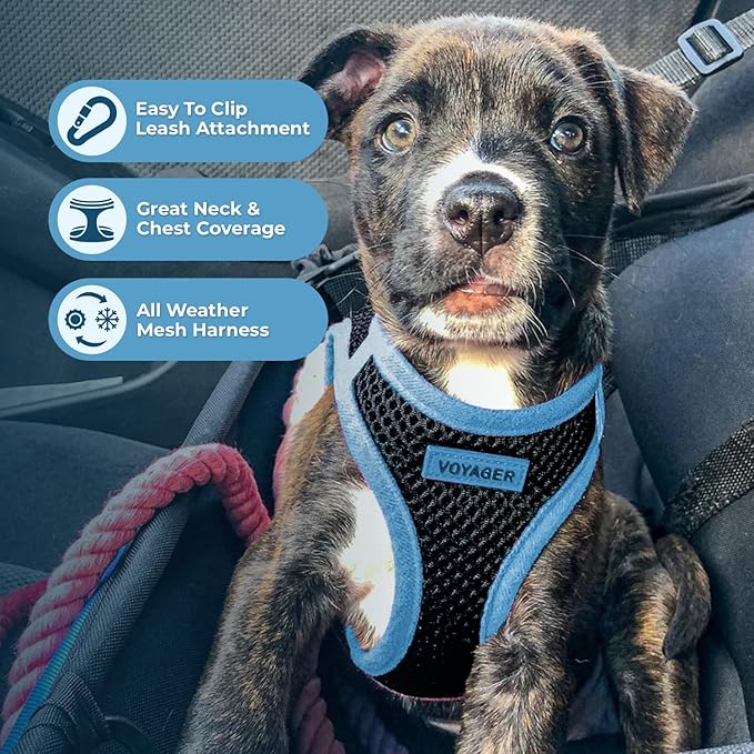 Voyager Step-in Air All Weather Mesh Harness and Reflective Dog 5 ft Leash Combo with Neoprene Handle, for Small, Medium and Large Breed Puppies by Best Pet Supplies - Black/Blue Trim, Small