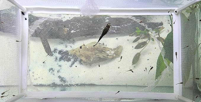 Large Fish Breeder Net with Suction Cups,Nylon Mesh Fish Fry Hatchery Breeder Isolation Box Separation Net for Fish/Plants/Shrimp Fish on Aquarium Tank