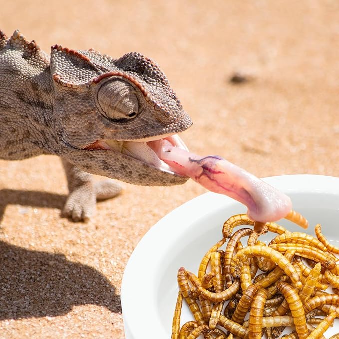 2PCS Reptile Bowl, Ceramic Reptile Food Water Dish, Mini Pet Reptile Feeding Bowl Worm Dish for Lizard Bearded Dragons Gecko