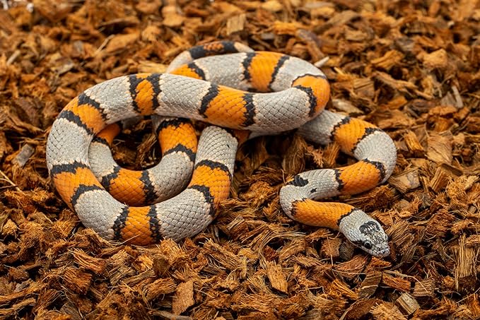 ReptiChip Reptile Substrate Coconut Chip Bedding 72 Quart Compressed Organic Coco Husk Block for Snake Habitat, Ball Python Terrarium, Turtle Tanks, Tortoise Enclosure (5 Pk)