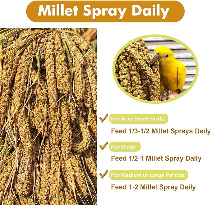 Jmxu's 1LB Spray Millet Treat for Birds Parakeets, Natural Sun-Dried Birds Millet for Cockatiel, Budgie, Finches, Parrots, Hamster