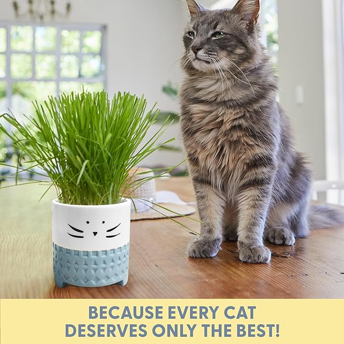 The Cat Ladies Cat Grass for Indoor Cats, Cat Grass Growing Kit with Organic Cat Grass Seed Mix, Soil and Ceramic Cat Planter, Pet Grass for Cats, Natural Hairball Remedy, Cat Gifts