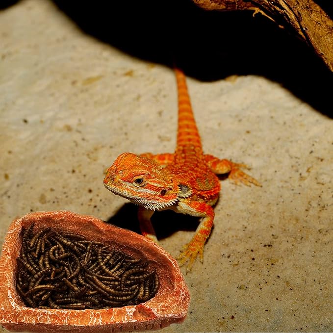 2 Pack Corner Reptile Water Dish Food Bowl Bearded Dragon Bowls, Reptile Food Bowl for Hermit Crab Bearded Dragon Lizard Gecko Frog Tortoise