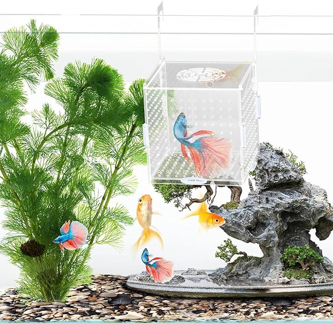 Acrylic Fish Breeding Box, Transparent Fish Isolation Box, Fish Separator for Aquarium, Hatchery Incubator with Suction Cups for Guppy Shrimp Clownfish African Cichlids (5.9 * 5.9 * 5.9inch)