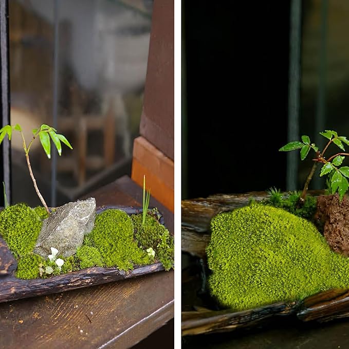 FAICOIA Preserved Pillow Moss Bulk Green Moss Balls for Bowls 2.5 sq.ft Natural Preserved Pole Moss Pillow for Wall Art Terrariums Crafts Fairy Gardens Pot Plants Easter Table Decor Yellow Green