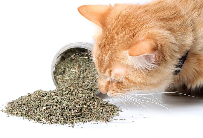 Organic Catnip by Cat Kush, Safe Premium Blend Perfect for Cats, Instilled with Maximized Potency your Kitty is Guaranteed to Go Crazy for! (1 Cup)