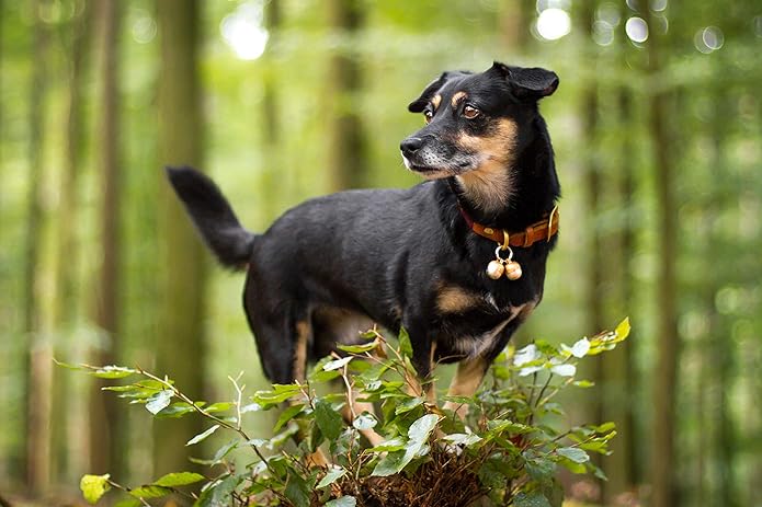 Beau's Bells 2 Extra Loud Cat & Dog Bells | Pet Tracker | Save Birds & Wildlife | Luxury Handmade Copper