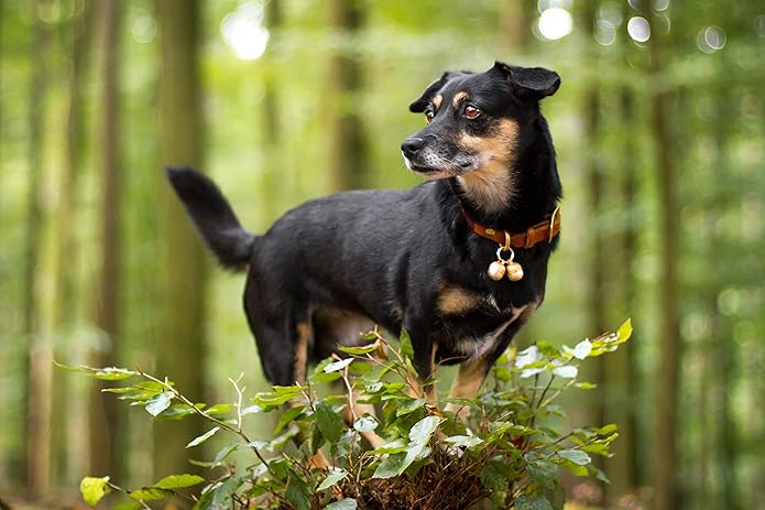 Beau's Bells 2 Extra Loud Cat & Dog Bells | Pet Tracker | Save Birds & Wildlife | Luxury Handmade Copper