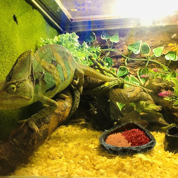 Reptile Feeding Dish Water Bowls 2 Pack Food Dish Water Dish Reptile Dish with Breadworm Feeding for Dragon Leopard Gecko Lizard Spider Scorpion Chameleon ((Round + Corner) Bowl+Tongs)