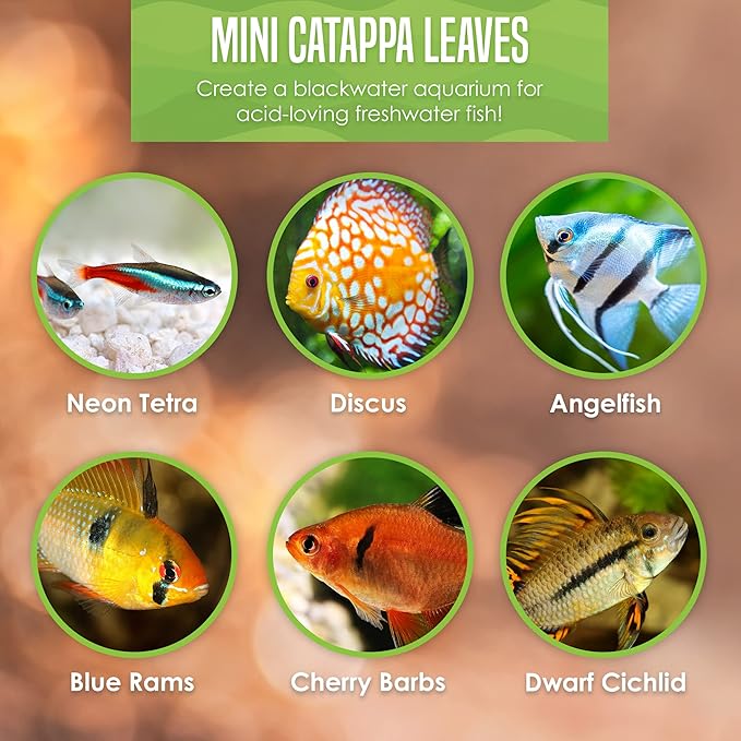 JOR 60 Pcs Mini Catappa Indian Almond Leaves for Discus, Angelfish & Neon Tetra, 2" Ketapang Fin Rot Treatment Betta Fish Water Conditioner Aquarium Tannin Leaves, Create Realistic River Habitat