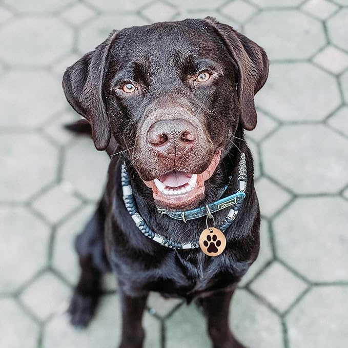 MYLUCKYTAG Stainless Steel QR Code Pet ID Tags Cat Tags - Pet Online Profile - Scan QR Receive Instant Pet Location Alert Email