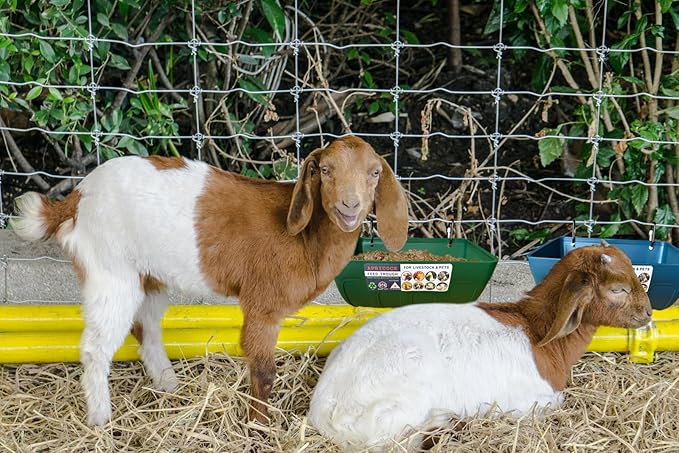 Chicken Feeder Waterer, Goat Feeder - 2 Pack, 5.5 Quart, for Goats Chickens Duck Sheeple Dogs Piglets Deers Gooses, Turkeys, Goat Supplies(Appearance Patent Product)