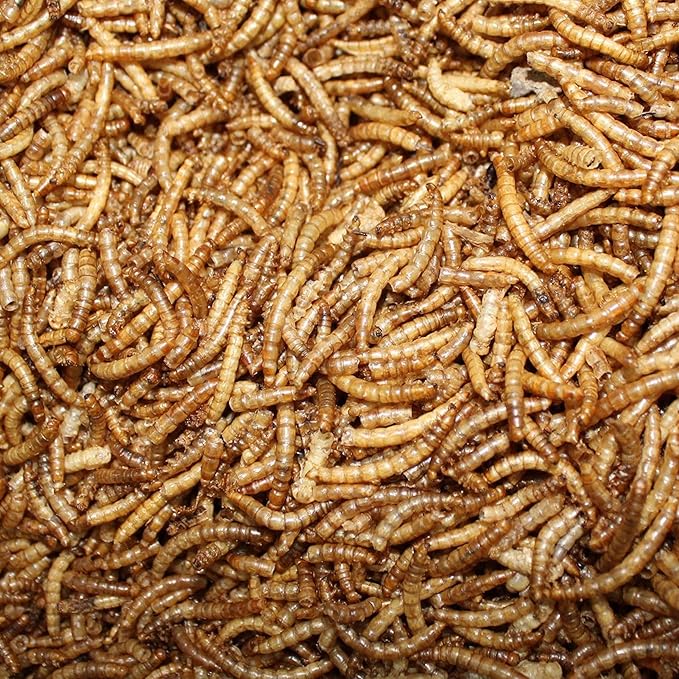 Amzey Dried Mealworms 1 LB, 100% Natural for Chicken Feed, Bird Food, Fish Food, Turtle Food, Duck Food, Reptile Food, Non-GMO, No Preservatives, High Protein and Nutrition, Zipped Bag