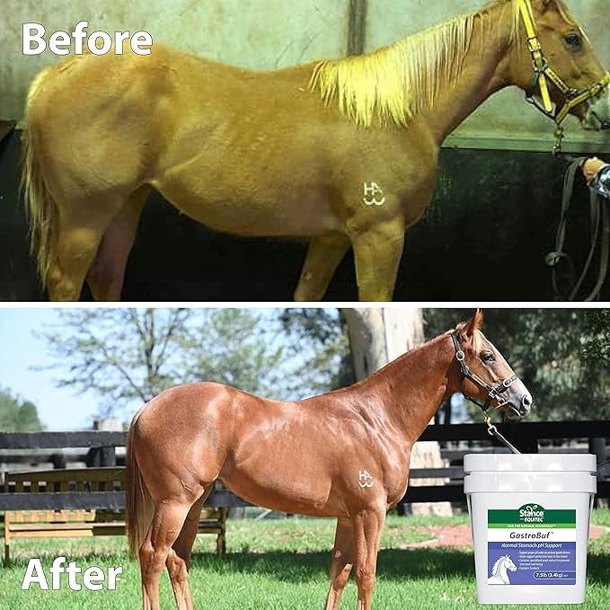 Equitec GastroBuf - Normal Stomach pH Support - Horse Supplement- Helps Support Protective Layer in The Bowel, Support Proper pH Under Occasional Gastric Distress, Contains Turmeric - 3.5 lb