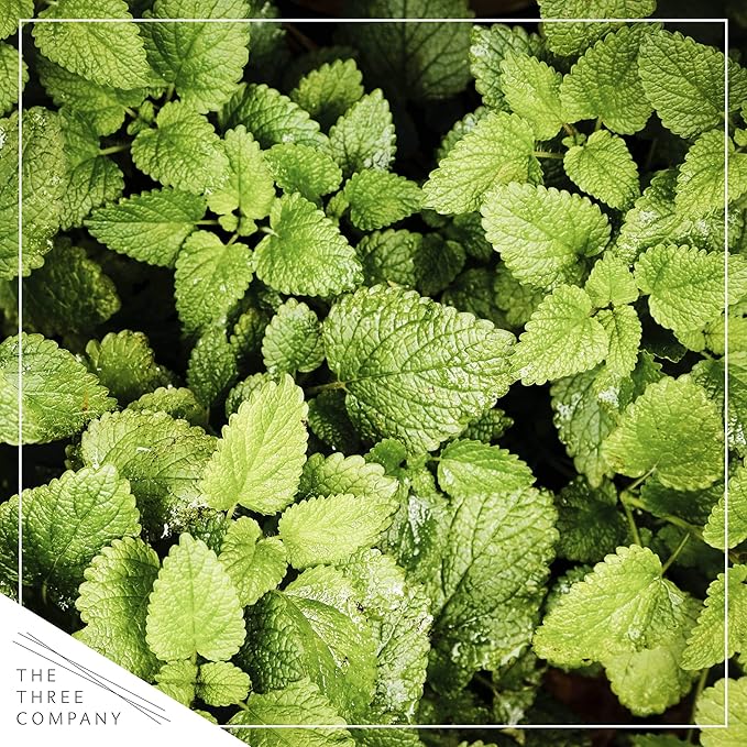 Live Aromatic and Healthy Herbs - Assorted Varieties (4 Per Pack) - Lemon Verbena, Eucalyptus, Mint, Lemon Balm - 6" Tall by 3" Wide in 1 Pint Pot
