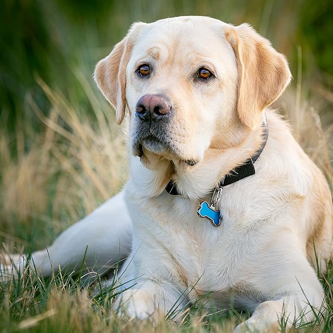 Nite Ize MicroLink Pet Tag Carabiner, Stainless Steel Cat and Dog Tag Clip, 2 Count (Pack of 1)