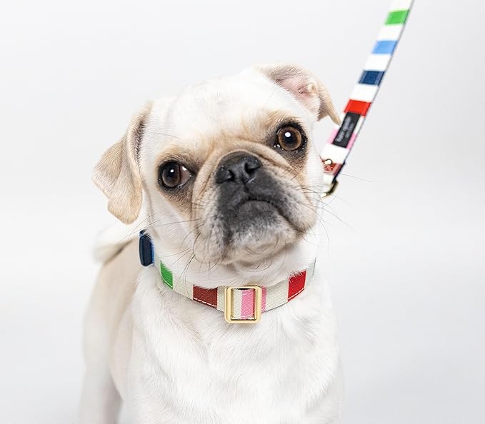 Kate Spade New York Cute Dog Collar, Gold Metal Buckle Dog Collar, 11.5" to 15" Adjustable Dog Collar for Female or Male Dogs, Stylish Dog Collar for Small and Medium Breeds (Adventure Stripe)