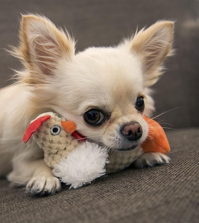 goDog Checkers Just For Me Fat Rooster Squeaky Plush Dog Toy, Chew Guard Technology - White, Mini