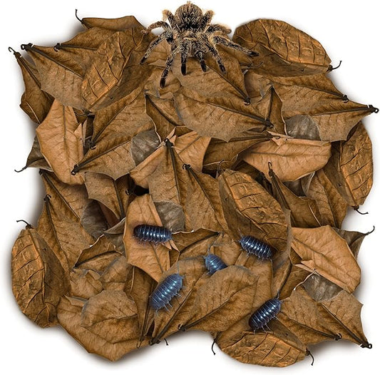 SunGrow 50 Pack Leaf Litter for Spider, Cricket & Isopod, Mini Catappa Dried Indian Almond Leaves, for Vivarium, Terrarium & Aquarium, Mimics Familiar Habitat & Perfect Hiding Spot, Terrarium Decor