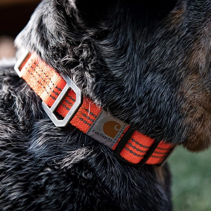 Carhartt Dog Collar Hunter Orange/Brushed Nickel Medium