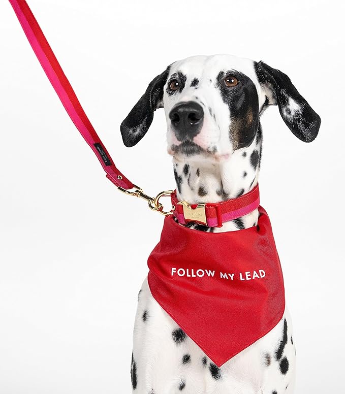 Kate Spade New York Cute Dog Collar, Gold Metal Buckle Dog Collar, 15.5" to 24" Adjustable Dog Collar for Female or Male Dogs, Stylish Dog Collar for Medium and Large Breeds (Red and Pink)