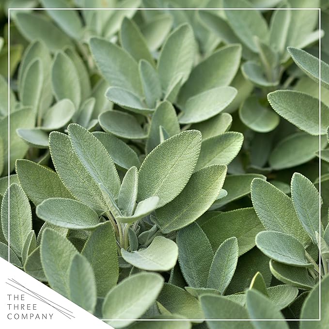 Live Aromatic and Healthy Herbs - Assorted Varieties (4 Per Pack) - Lemon Verbena, Eucalyptus, Mint, Lemon Balm - 6" Tall by 3" Wide in 1 Pint Pot