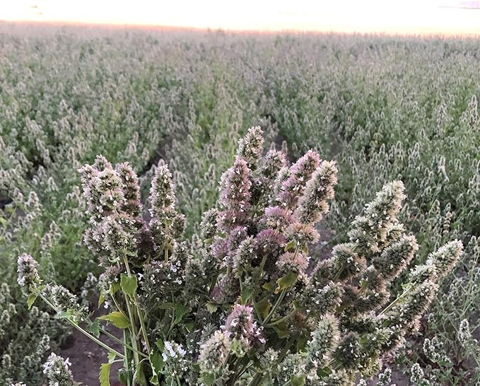 From The Field Ultimate Blend Silver Vine/Catnip Mix Tub