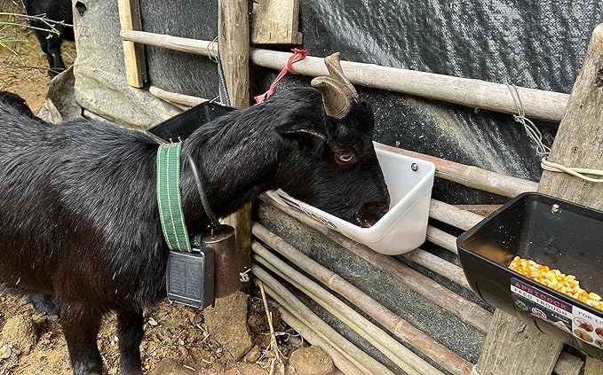 Chicken Feeder Waterer, Goat Feeder - 2 Pack, 5.5 Quart, for Goats Chickens Duck Sheeple Dogs Piglets Deers Gooses, Turkeys, Goat Supplies(Appearance Patent Product)