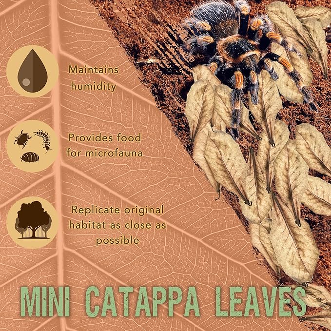 SunGrow 50 Pack Leaf Litter for Spider, Cricket & Isopod, Mini Catappa Dried Indian Almond Leaves, for Vivarium, Terrarium & Aquarium, Mimics Familiar Habitat & Perfect Hiding Spot, Terrarium Decor