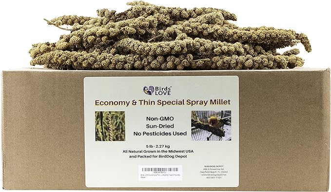 Birds LOVE Economy & Thin Special Spray Millet GMO-Free (No Stems Only Edible Tops) for Birds Cockatiel Lovebird Parakeet Finch Canary All Parrots Healthy Treat - 5lbs